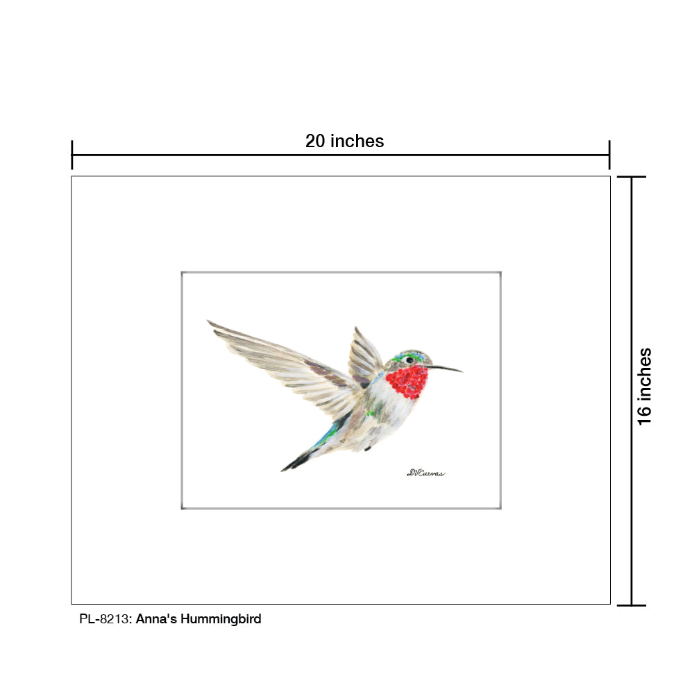 Anna's Hummingbird, Print (#8213A)