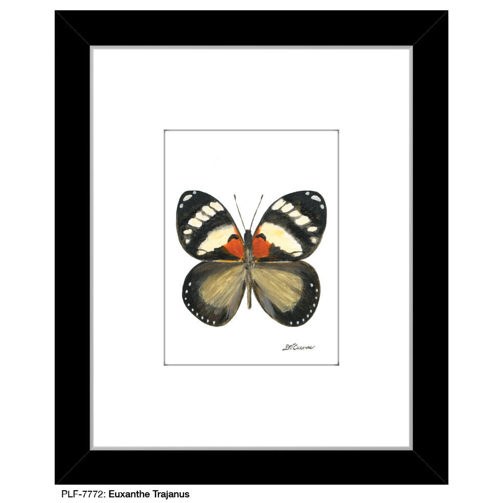 Euxanthe Trajanus Butterfly, Print (#7772A)