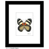 Euxanthe Trajanus Butterfly, Print (#7772A)