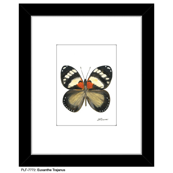 Euxanthe Trajanus Butterfly, Print (#7772A)