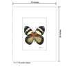 Euxanthe Trajanus Butterfly, Print (#7772A)
