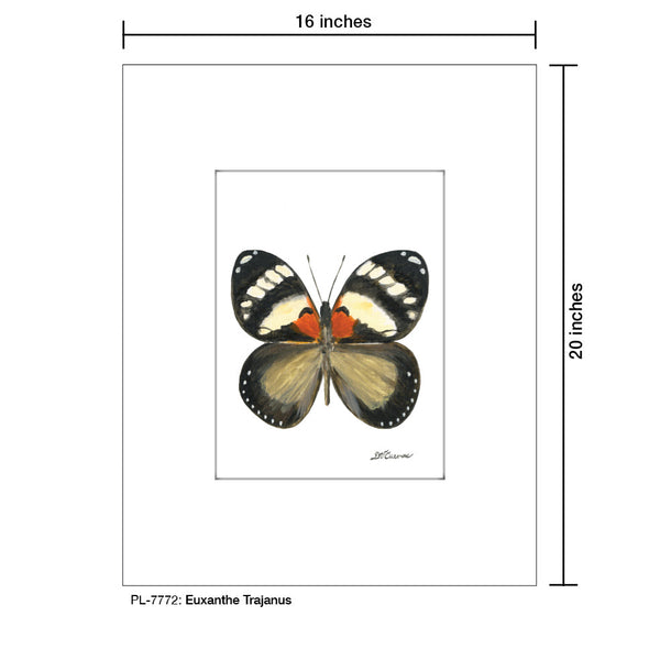 Euxanthe Trajanus Butterfly, Print (#7772A)