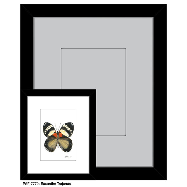 Euxanthe Trajanus Butterfly, Print (#7772A)