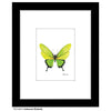 Iridescent Butterfly, Print (#8673D)