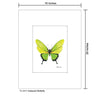 Iridescent Butterfly, Print (#8673D)