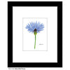 Blue Wild Flower Stem, Print (#7728A)