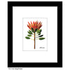 King Protea, Print (#7408A)