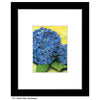 Blue Hydrangea, Print (#7005B)