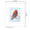 Scarlet Tenager, Print (#7697B)