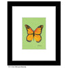 Monarch Butterfly, Print (#7752J)