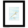 Piping Plover, Print (#8814B)