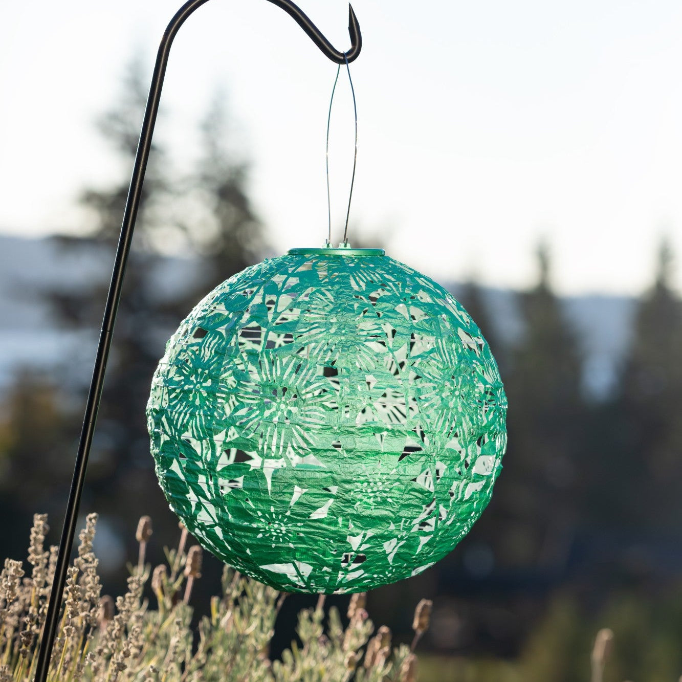 Soji Stella - Globe Sunflower - 12