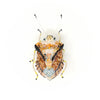 European Shield Bug Pin