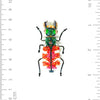 Tiger Beetle Brooch Pin